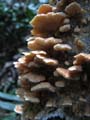 Fungus on Tree